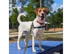 Adopt Dottie a Treeing Walker Coonhound, Beagle