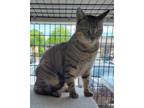 Adopt KESHA a Domestic Short Hair