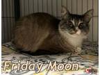 Adopt Friday Moon a Ragdoll, Maine Coon