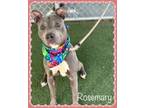Adopt ROSEMARY a American Bully, American Staffordshire Terrier
