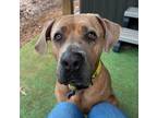 Adopt Mollina *FOSTER NEEDED TOO! a Mastiff, Hound