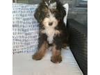Mutt Puppy for sale in Shipshewana, IN, USA