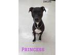Adopt Princess a Pit Bull Terrier