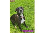 Adopt Princess a Pit Bull Terrier