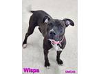 Adopt Wispa a Pit Bull Terrier