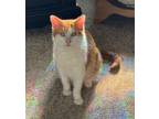 Adopt DANDELION **Waiting Over a Year** a Domestic Short Hair, Tabby