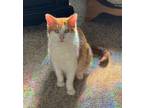 Adopt DANDELION a Domestic Short Hair, Tabby