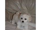 Bichon Frise Puppy for sale in Moore, OK, USA