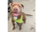 Adopt Coraline a Pit Bull Terrier