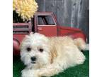 Zuchon Puppy for sale in Seneca Falls, NY, USA