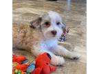 Havanese Puppy for sale in Seneca Falls, NY, USA