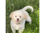 Zuchon Puppy for sale in Seneca Falls, NY, USA
