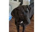 Adopt Jewel a Labrador Retriever