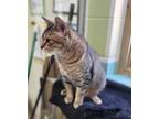 Adopt Oleander a Domestic Short Hair