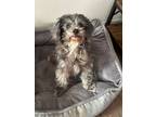 Adopt Lady a Yorkshire Terrier