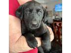 Adopt Jett a Labrador Retriever