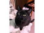 Adopt Fiona *Courtesy Post a Domestic Short Hair