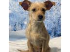 Adopt Gretchen a Wirehaired Terrier