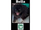 Adopt Bella a Pekingese