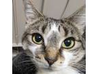 Adopt Daisy a Domestic Short Hair