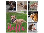 Adopt Bella a Mixed Breed