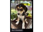 Adopt Penelope a Beagle, Shepherd