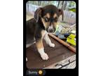 Adopt Sunny a Beagle, Shepherd