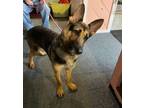 Adopt Lolita a German Shepherd Dog