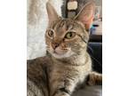 Adopt LUNA X a Domestic Short Hair