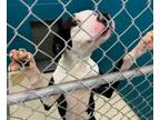 Adopt Millie a Bluetick Coonhound, Pit Bull Terrier