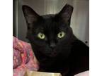 Adopt Gentry a Domestic Short Hair