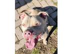 Adopt Diamond (Courtesy Post) a Pit Bull Terrier