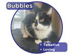 Adopt Bubbles a Domestic Medium Hair