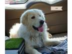 Adopt Ivy a Great Pyrenees