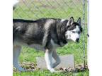 Adopt Venus a Siberian Husky