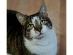 Adopt Georgie a Domestic Short Hair