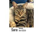 Adopt Sara a Domestic Short Hair