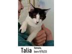 Adopt Talia a Domestic Short Hair