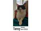 Adopt Tansy a Domestic Short Hair