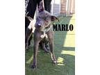 Adopt Marlo a Terrier