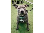 Adopt Marlo a Terrier