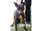 Adopt Ladybug a Feist