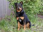 Adopt LUCY a Rottweiler, Mixed Breed