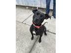 Adopt Diamond Isabelle a Labrador Retriever, Pit Bull Terrier