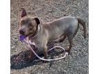 Adopt HONEY a Pit Bull Terrier, Mixed Breed