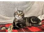 Adopt Vans a Tabby