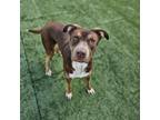 Adopt FREYA IN FOSTER a Pit Bull Terrier, German Shorthaired Pointer