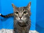 Adopt Sterling a Domestic Short Hair