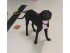 Adopt Stella a Black Labrador Retriever