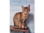 Adopt Sophia a Domestic Short Hair